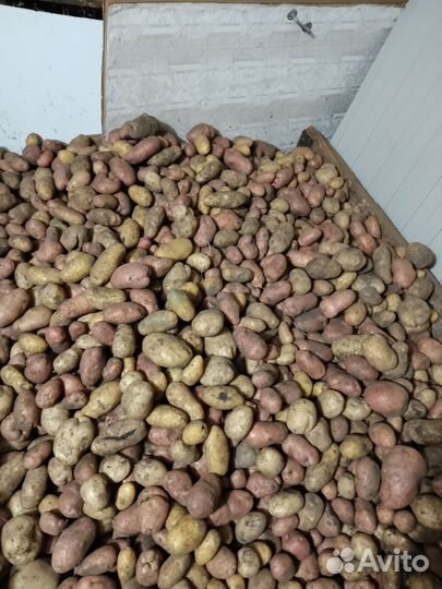 Картофель