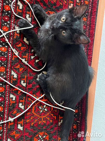 Метис Бомбейской черной кошки