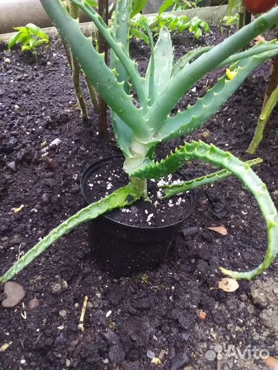 Алоэ столетник