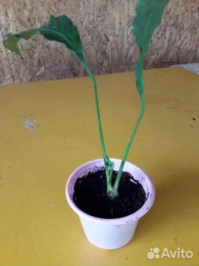Женское счастье (Spathiphyllum)