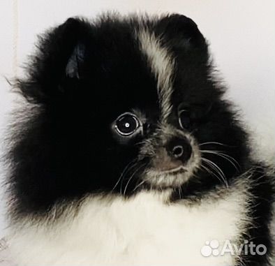 Померанский шпиц