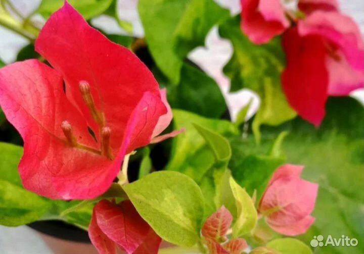 Бугенвиллия Red Apple