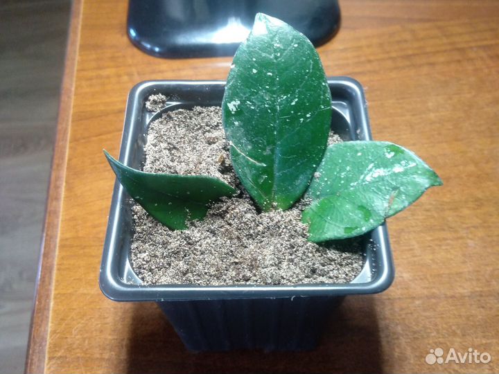 Комнатные растения цветы лиана хойя