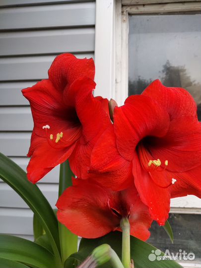 Луковицы амариллиса