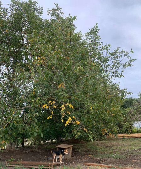 Дом 40 м² на участке 40 сот.