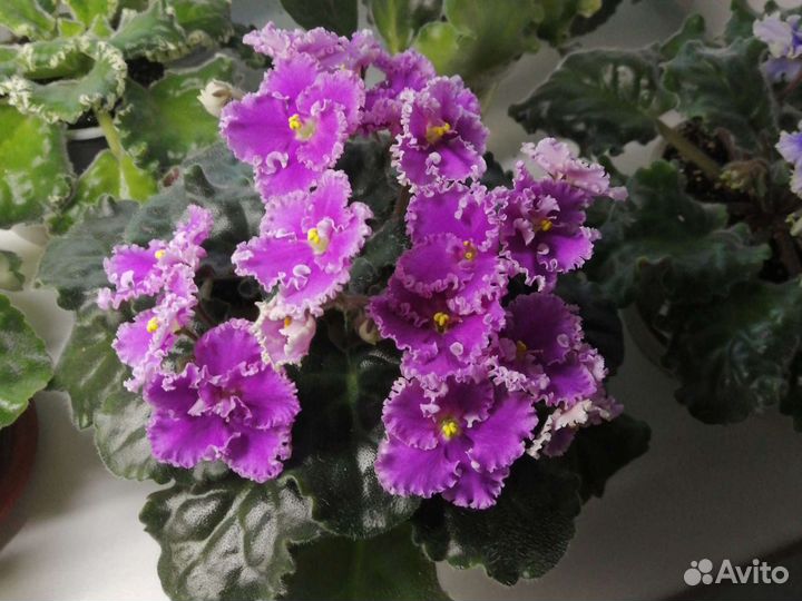 Детки, взрослые, листья