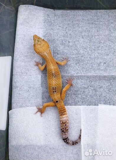 Гекконы эублефары