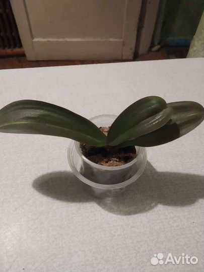 Орхидеи фаленопсис сортовые