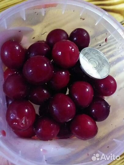 Клюква крупноплодная 5сортов, брусника Коралл