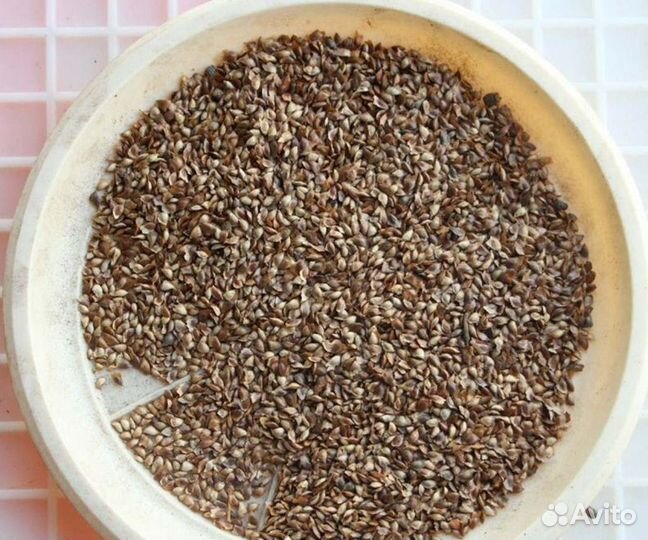 Семена ели обыкновенной