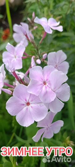 Флоксы сортовые