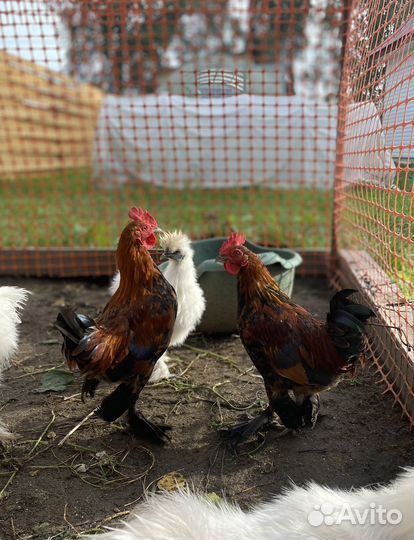 Бениамка петушки