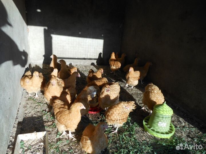 Петушки Орпингтон.- 4 мес
