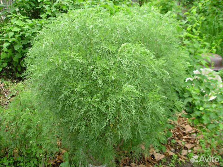 Кустарники саженцы