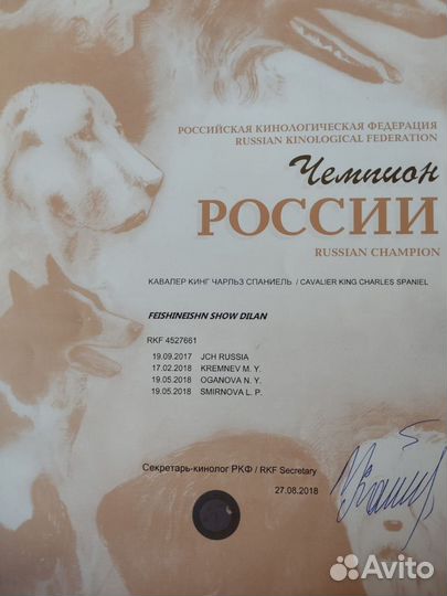 Кавалер Кинг чарльз спаниель вязка