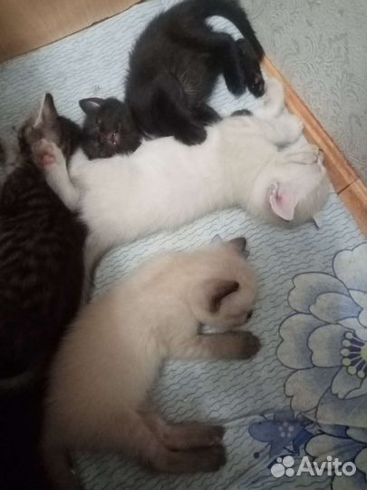 Кошки в добрые руки бесплатно