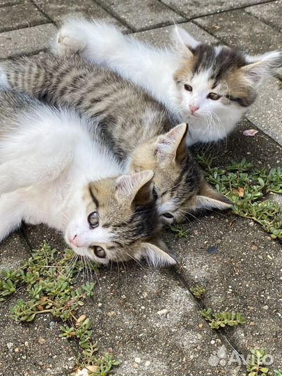 Котята в добрые руки