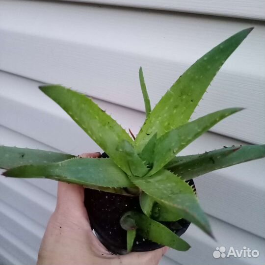 Алоэ вера, алоэ остистое