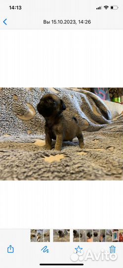 Щенки мопса