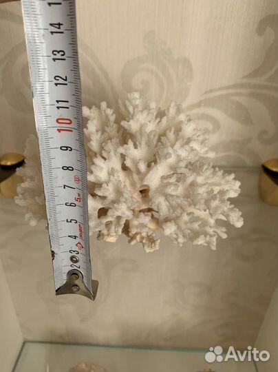 Натуральный коралл