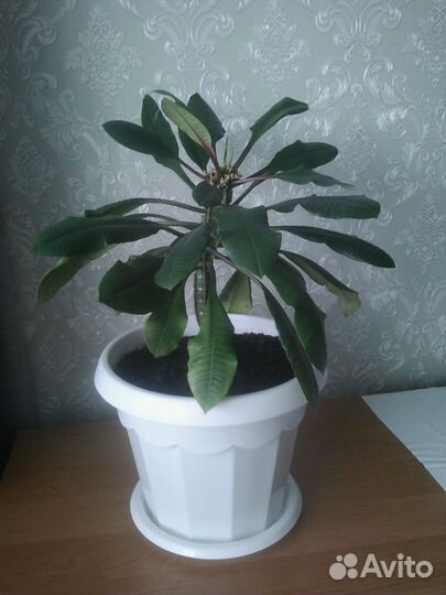 Эуфорбия молочай беложильчатый