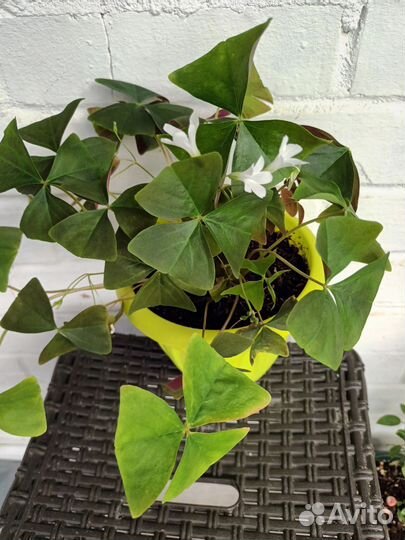 Оксалис/ кислица