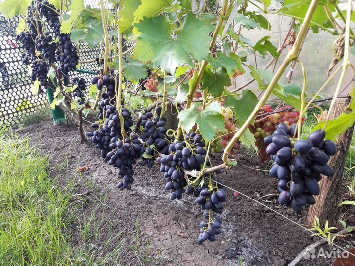 Надежда азос,саженец