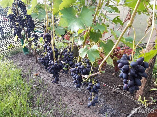 Надежда азос,саженец