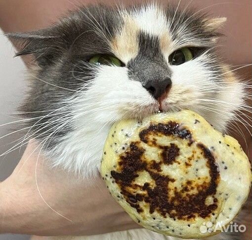 Трехцветная красавица Мара ищет новый дом