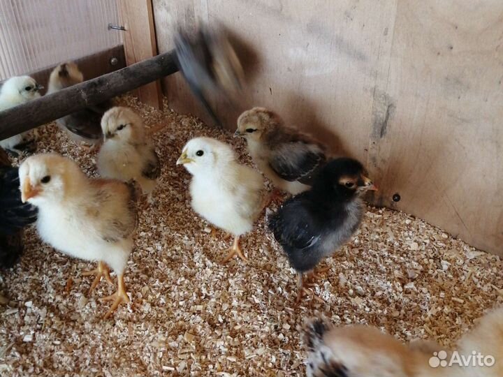 Цыплята, молодки