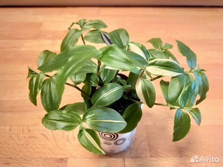 Традесканция