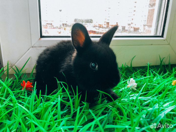 Карликовый кролик - супер мини