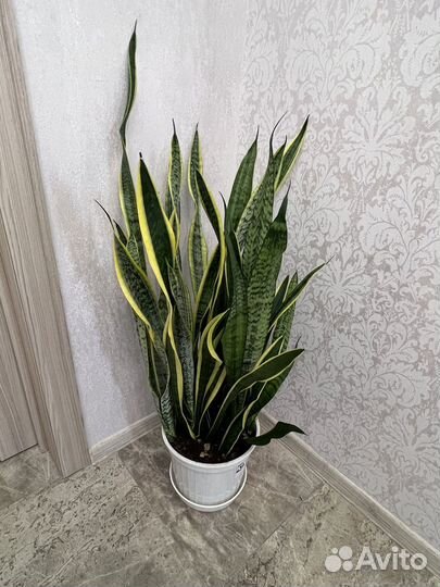 Сансевиерия (щучий хвост)