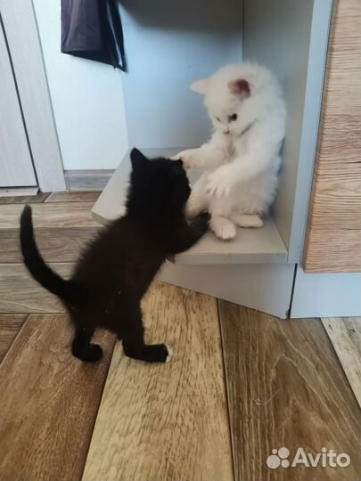 Котята 1,5 месяца