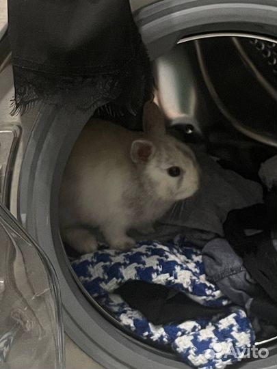 Кролик 2 месяца без клетки