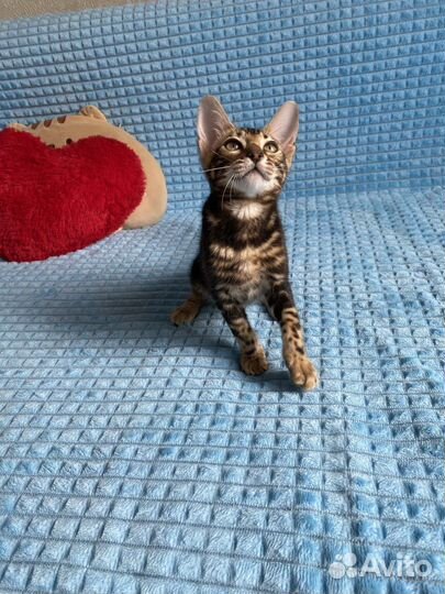 Черная пантера бенгальская девочка