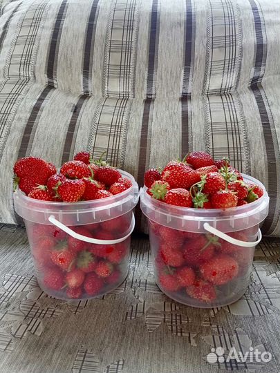 Клубника ремонтантная