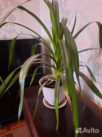 Пальма панданус