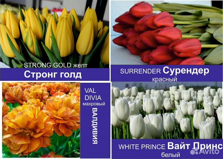 Продам тюльпаны