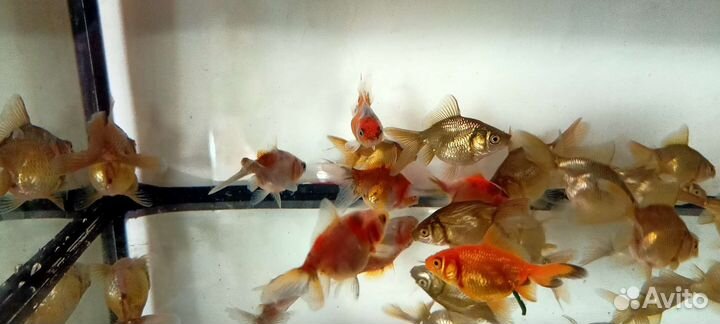 Золотые рыбки