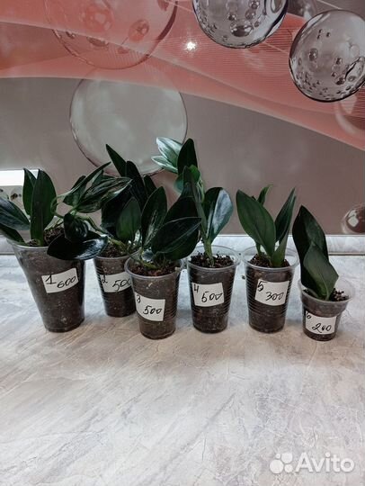 Сциндапсус дарк форм