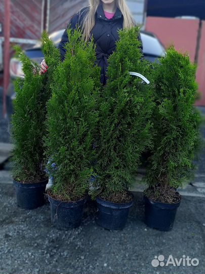 Туи. Голубые ели