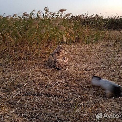 Маскировочный халат Сухой камыш
