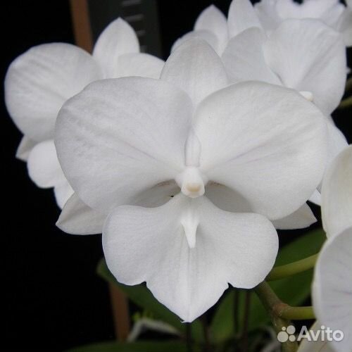 Орхидеи Фаленопсис Биг Лип