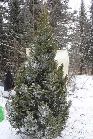 Пихты к Новому году доставка