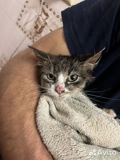 Котик бесплатно