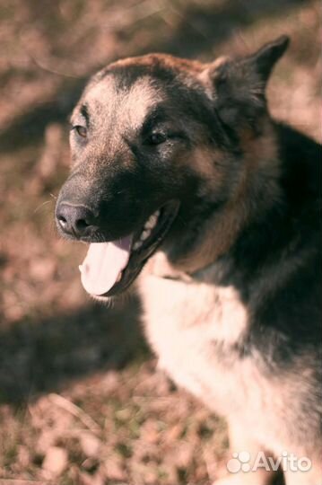 Оладушек из приюта 10 мес