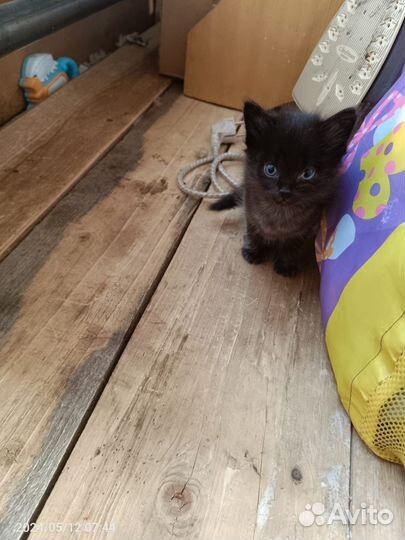 Котята