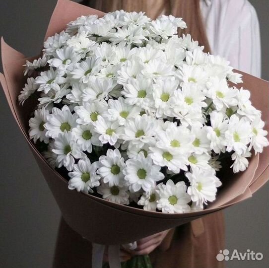 Хризантема