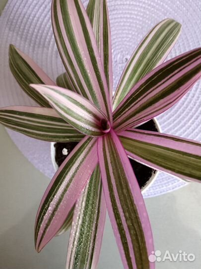 Традесканция рэо